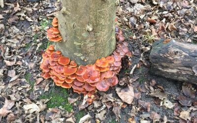 Verslag werkdag oktober 2025