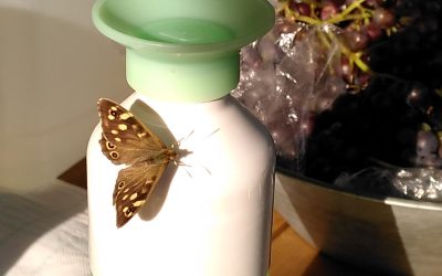 Verslag werkdag 5 juli 2025